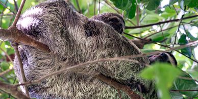 Sloth wildlife in Costa Rica rainforest with tropical jungle habitat and eco nature tours