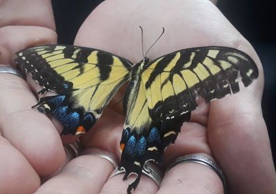 Beauty Expert, Skin Care Specialist, Antiaging Specialist, Makeup Artist & Aesthetician Jamie Angeles's hands - holding a tiger swallowtail butterfly - The butterfly symbolizing your Beautiful & Healthy Transformation