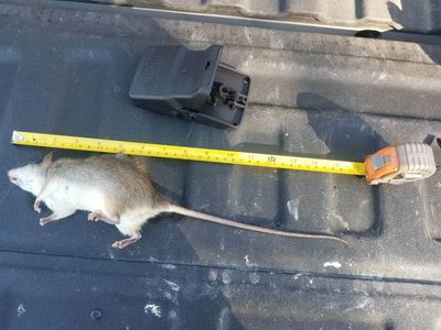 Roof Rat