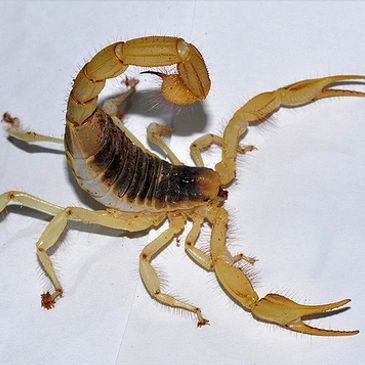 scorpion