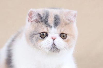 The Exotic Shorthair Cat - Learn more !