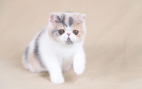 CFA registered Exotic Shorthair particolor blue - cream - white coat of PurrDelites Cattery 