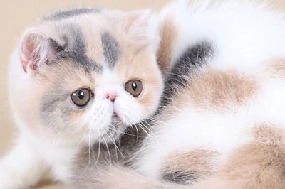       Reserve an Exotic Shorthair today !