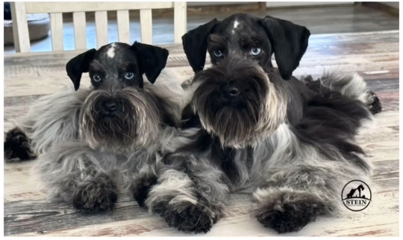 Stein Miniature Schnauzers