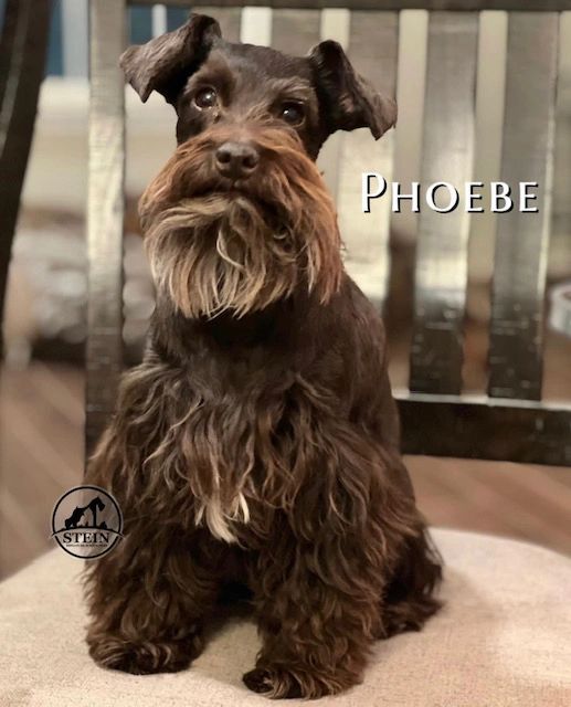 Miniature Schnauzer Puppies