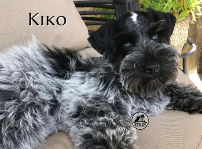 Kiko