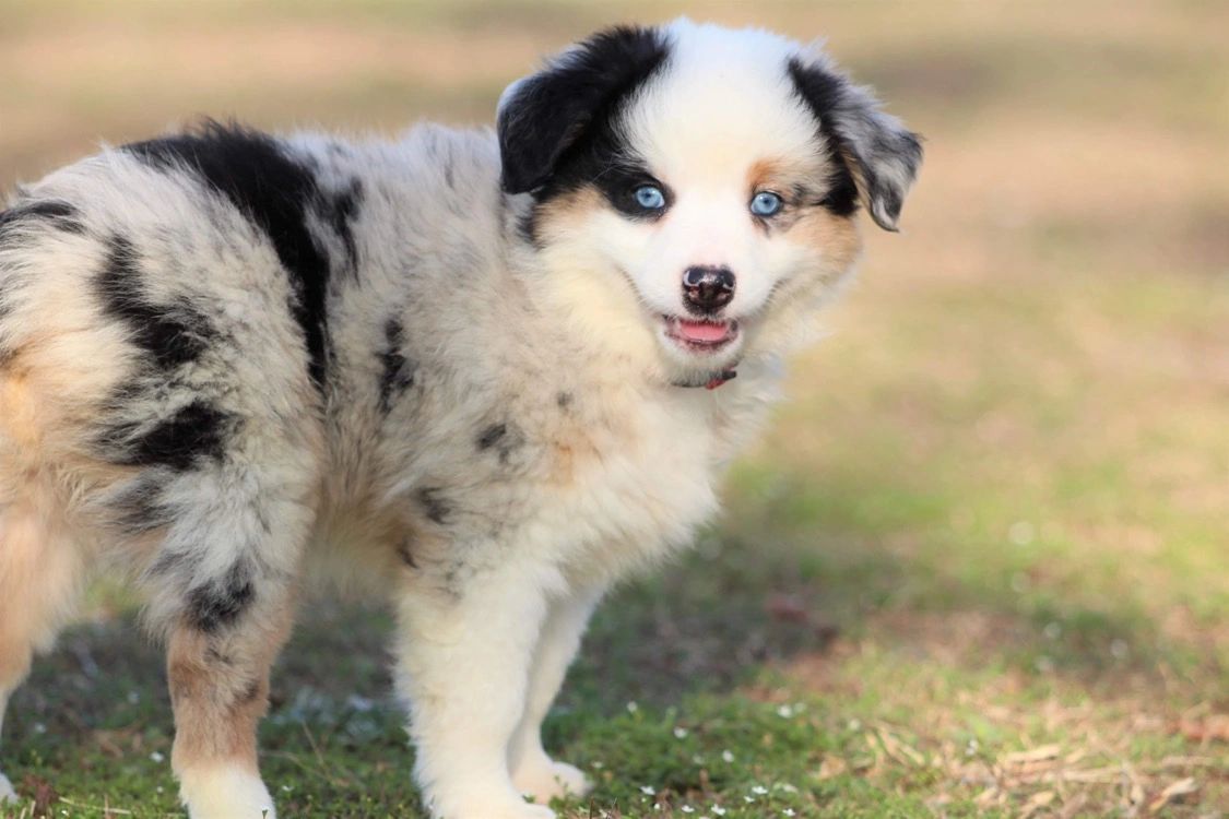 J&B Mini Aussies - Miniature Australian Shepherd, Breeder, Puppies