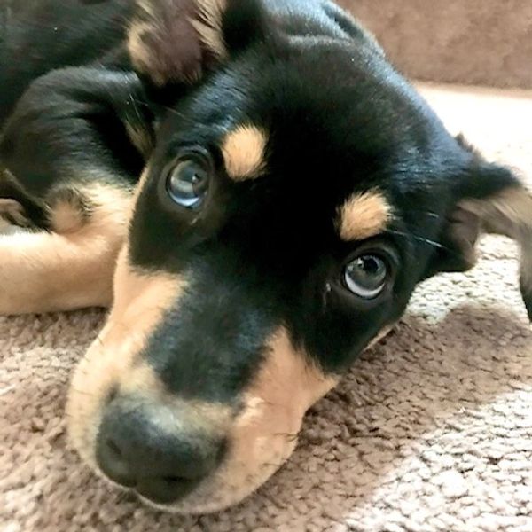 A very young black and tan puppy lays with its chin on the floor and adorably looks upward