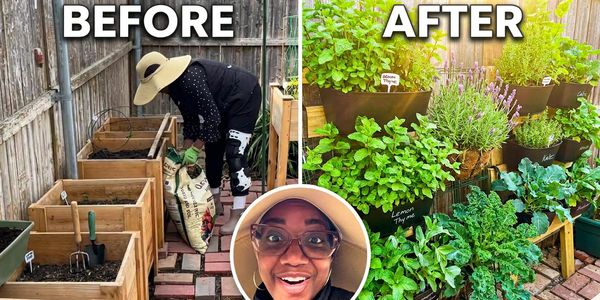 Before and after garden transformation with lush plants.