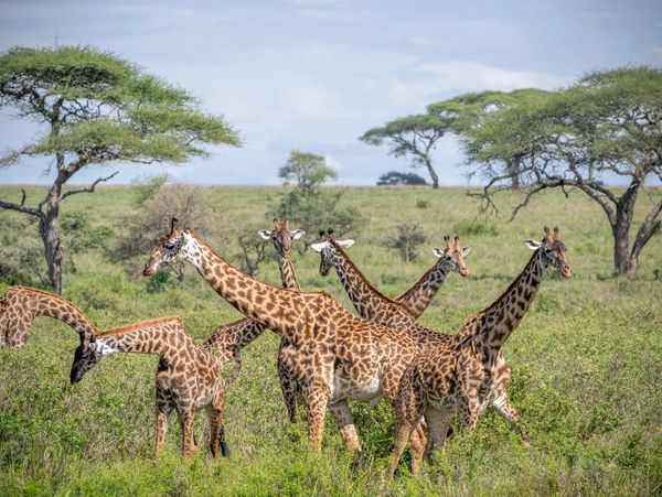 Magical Tanzania