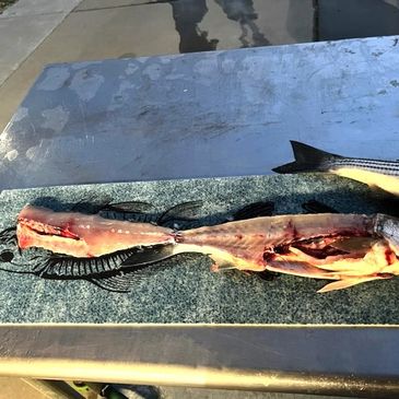Fresh water fish fillet on cleaning mat