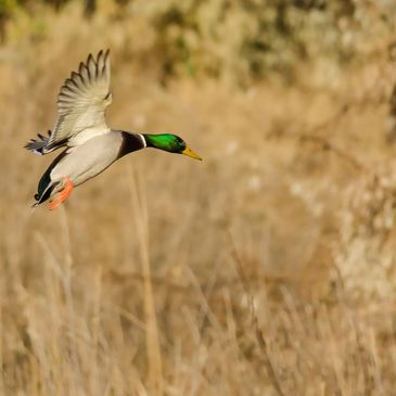 Mallard landing in tall grass