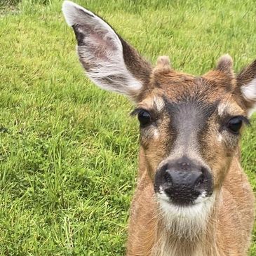 Friendly Sitka Blacktail Deer while camping in Ketchikan Alaska with Reel Alaska Fishing Charters