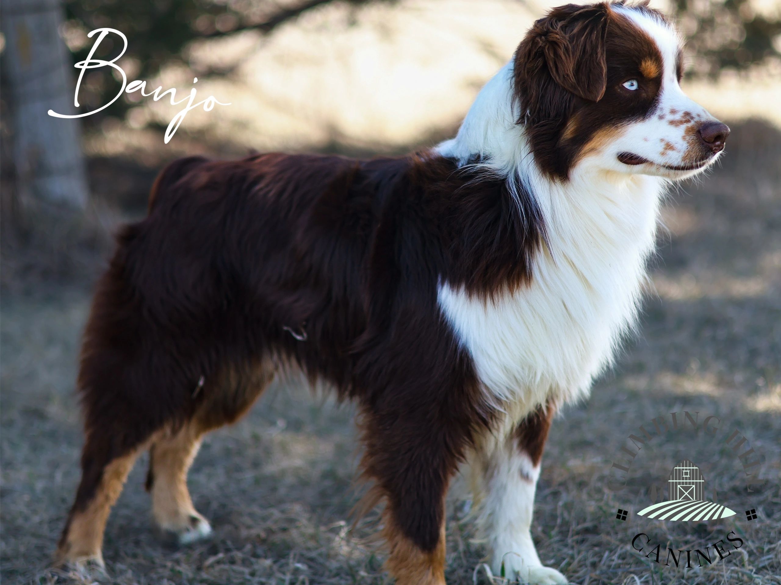 A beautiful brown and white Australian Shepherd named Banjo.