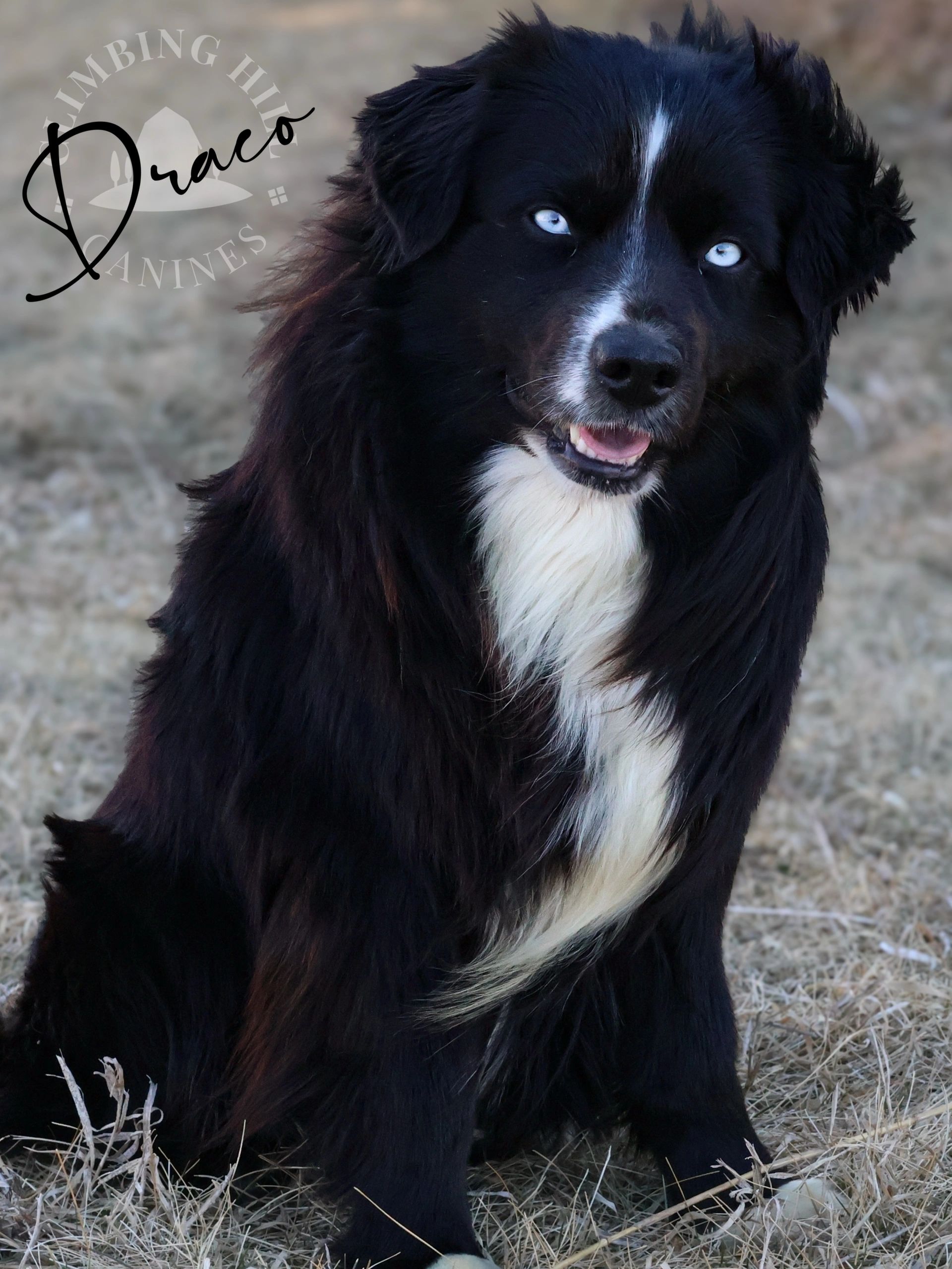 Black and white dog with striking blue eyes sitting outdoors.