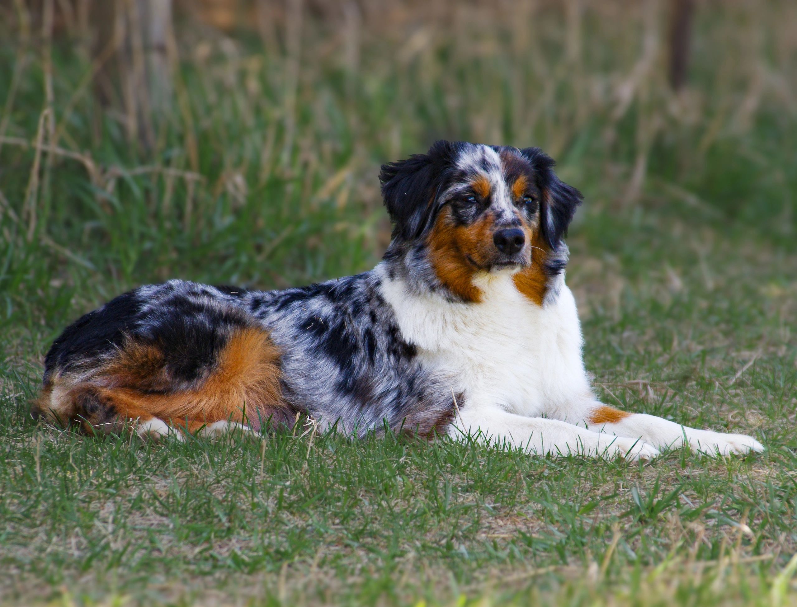 Australian Shepherd dog lying on grass outdoors.