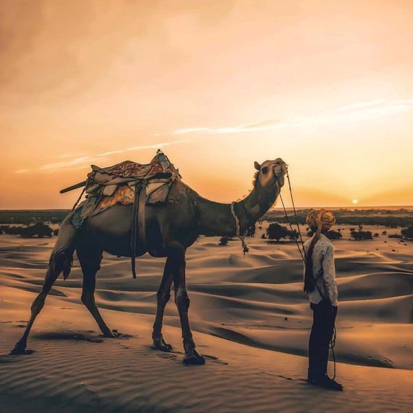 Camel safari Sam sand dunes jaisalmer at sunset