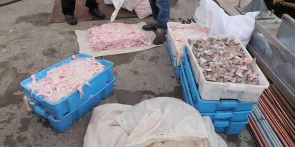 Fish bladders and small shark fines taken from fish caught by a fish trawler