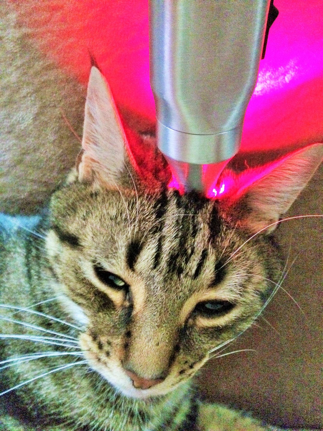 Cat receiving red light therapy on its head.