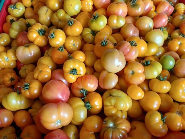 A bunch of yellow and orange tomatoes