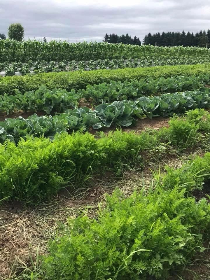 Northwest Farm Fresh