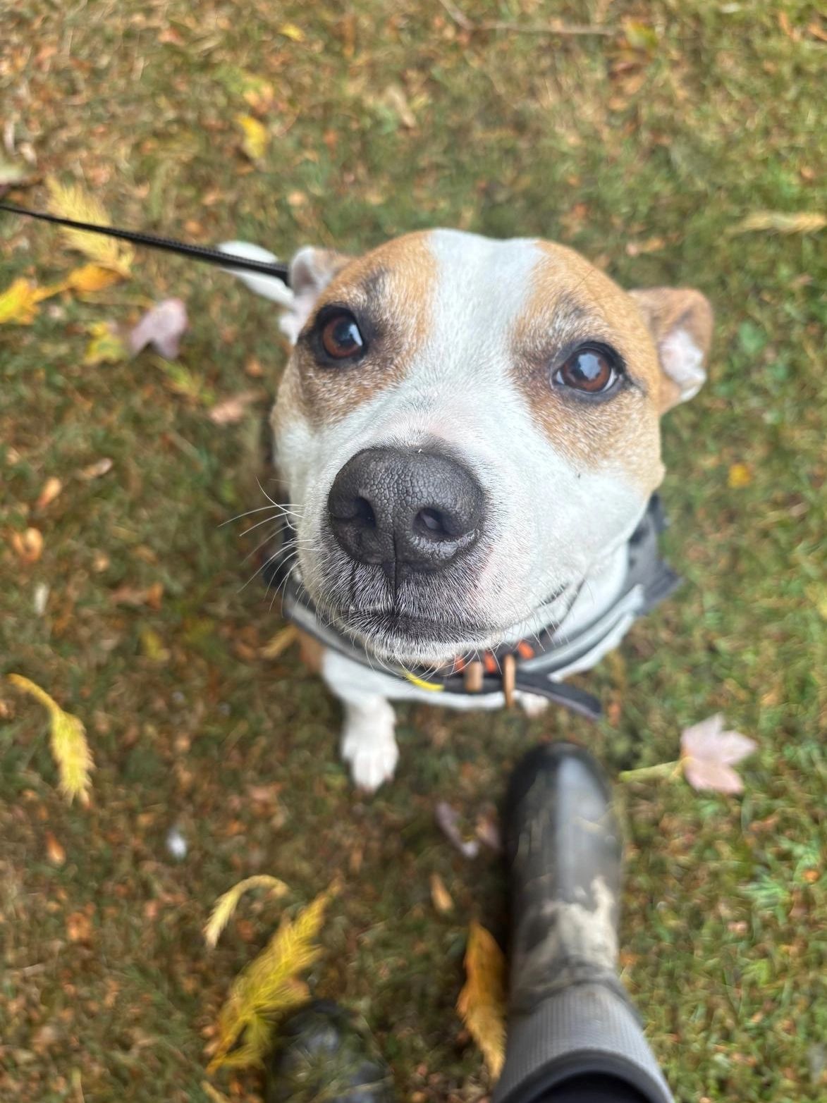 Close-up of a curious dog looking up outdoors.