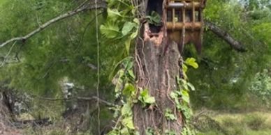 Excavator uprooting a large tree with roots and vines attached.