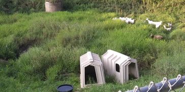Goats grazing in retention pond.