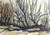 Willows by Pamela Mason, 1969, Oil on Canvas 24x48