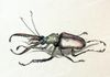 Stag Beetle by H.L. Mason, 1990, Watercolor 5x7