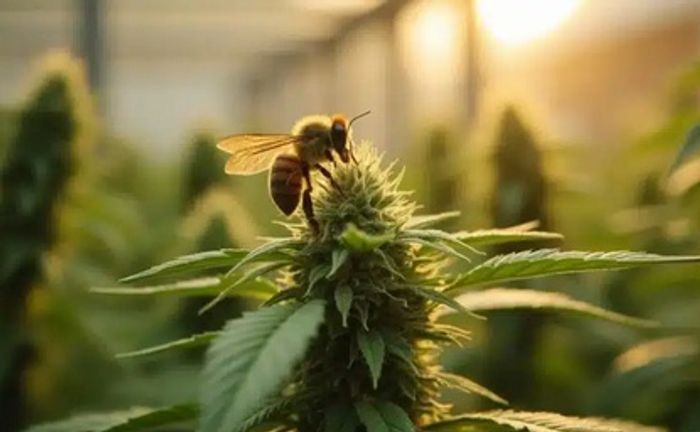 Bee pollinating a cannabis plant in warm light.