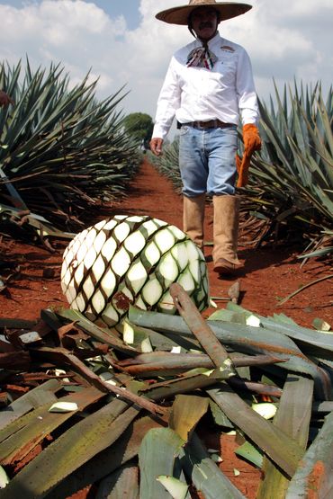 Jimador Harvesting Tequila Agave Pina - Jalisco, Mexico - Editorial Photography by S&C Design Studio