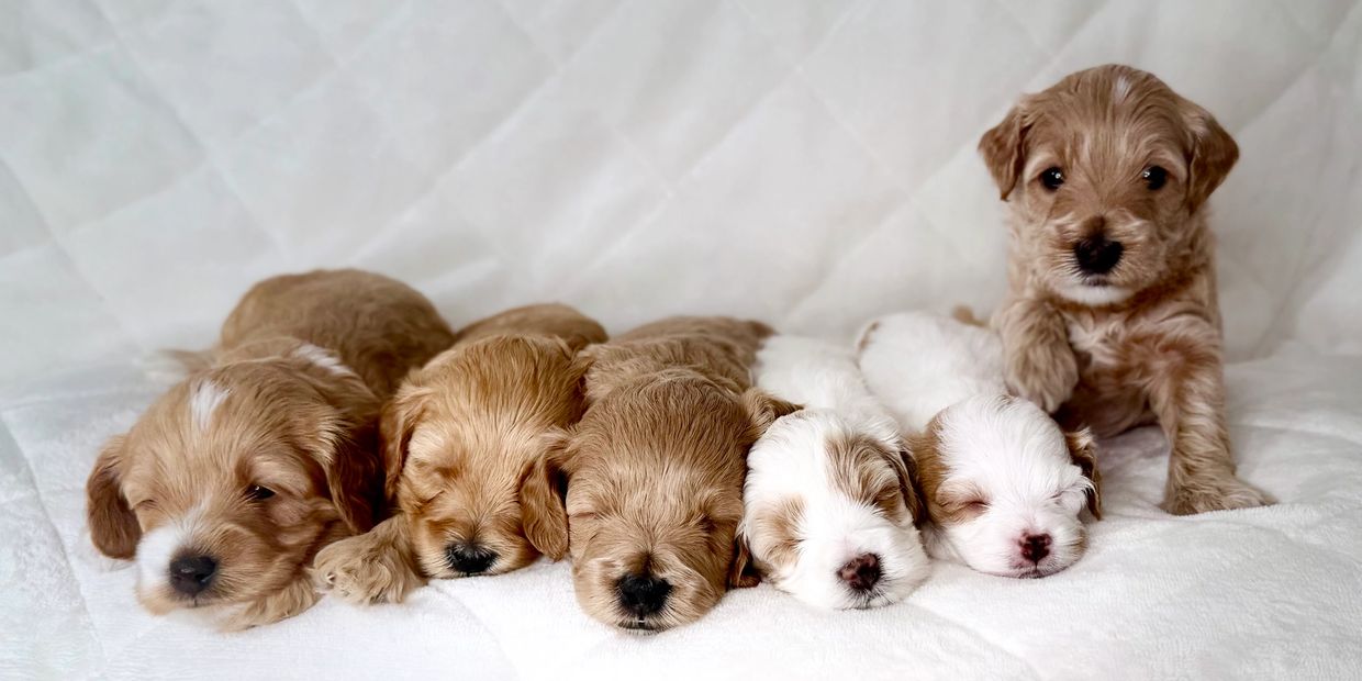 Micro Petite Goldendoodles Parti White, Apricot and Red sitting on white bed sleeping in Portland, O