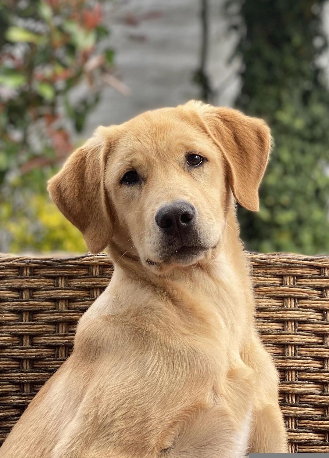 what is the most popular labrador color