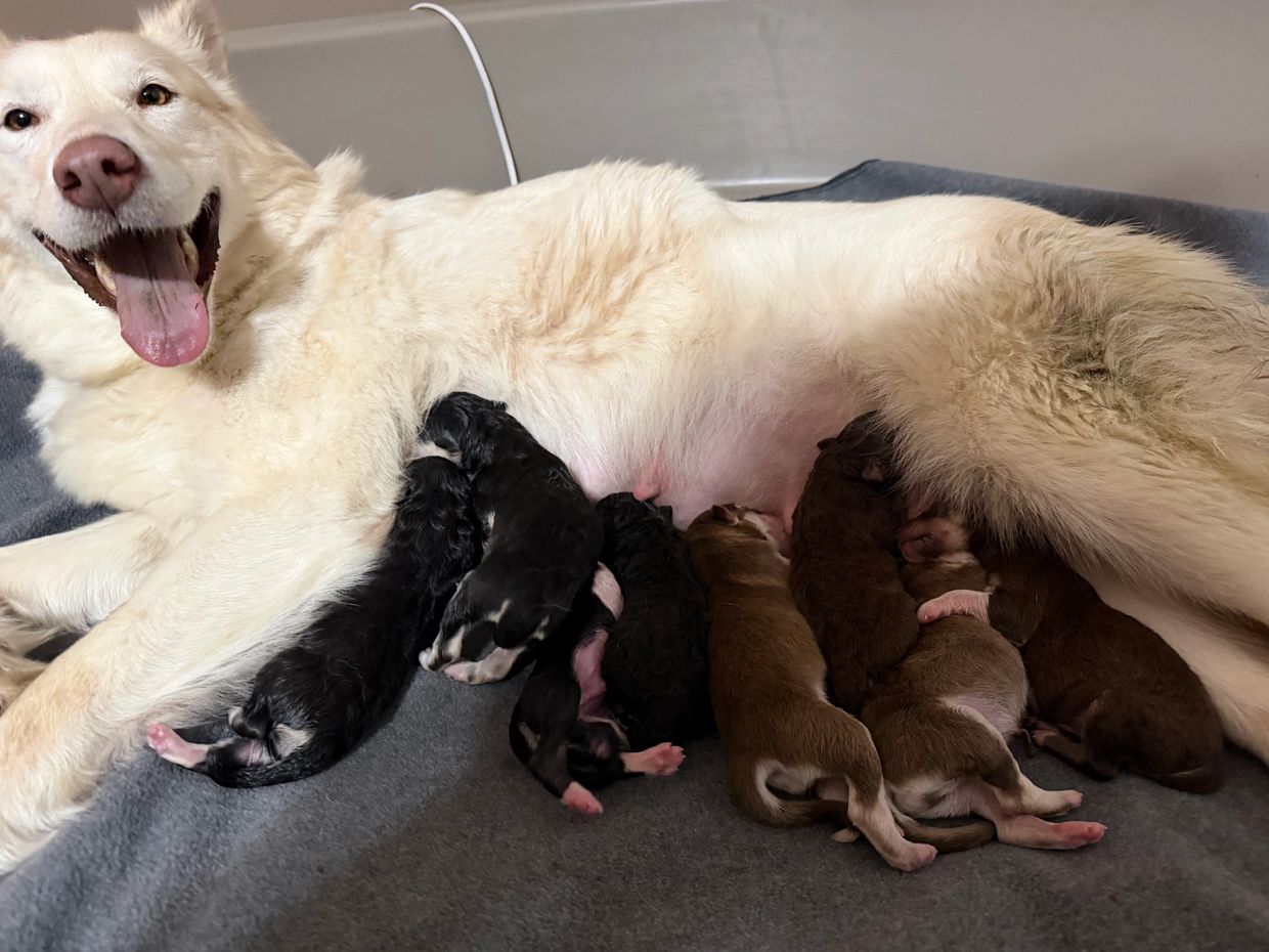 Happy dog nursing her litter of newborn puppies.