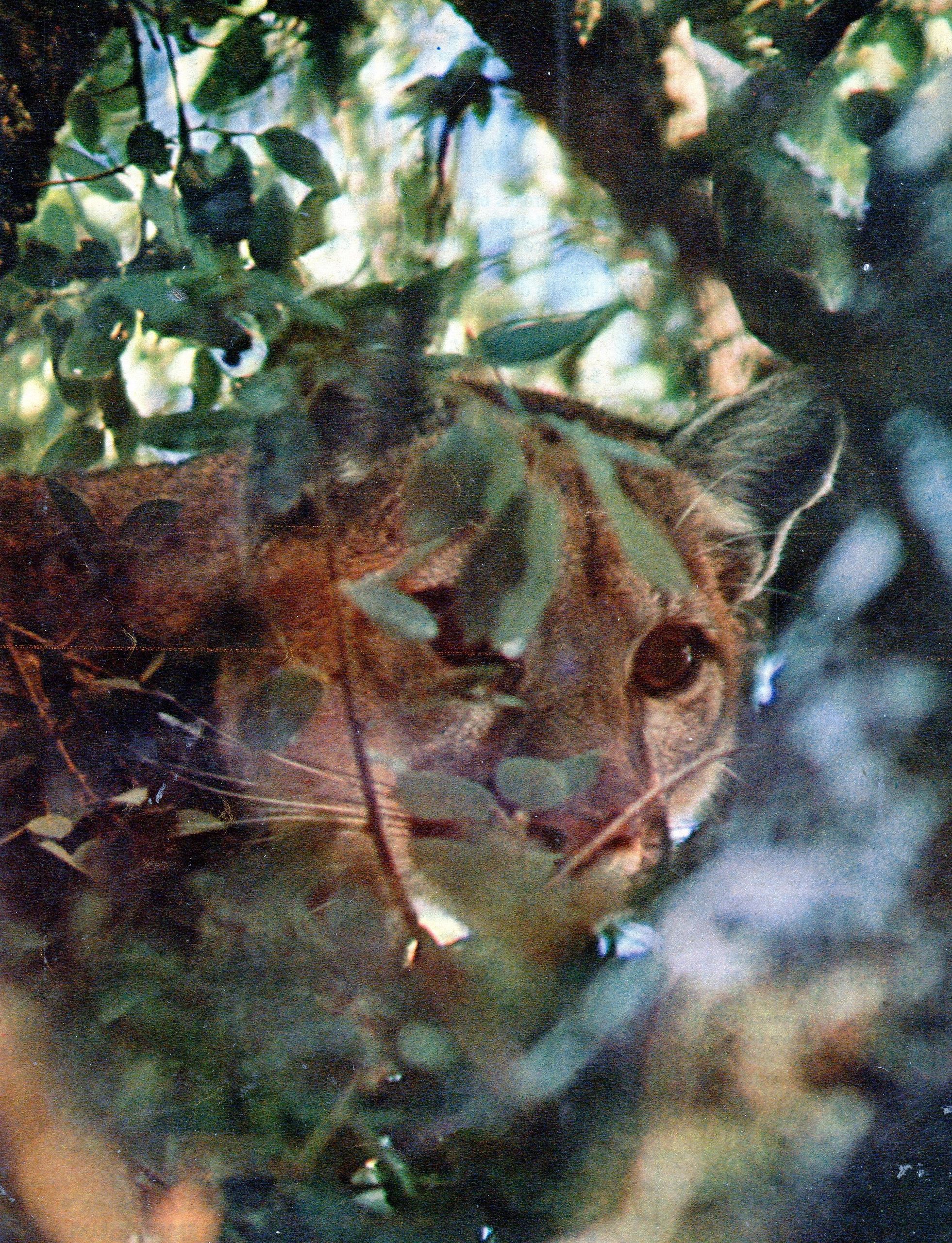 trainedbyahounddog.com