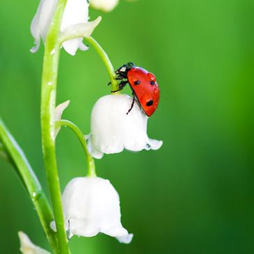 lady bug