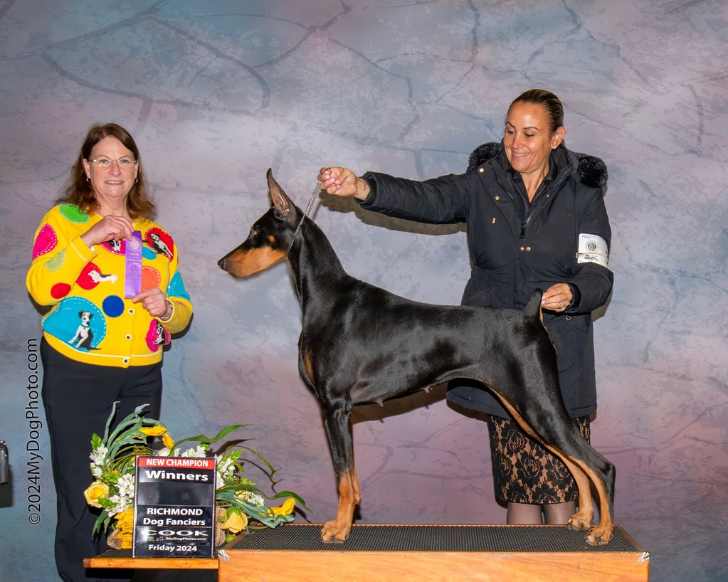 Allyah - new AKC Champion!