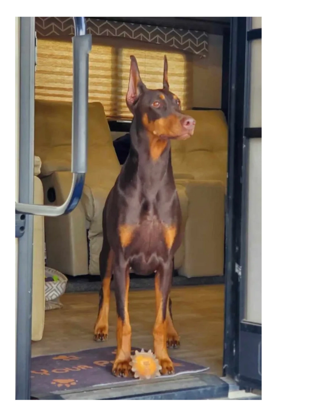 Stassi enjoying the warm sun from the RV