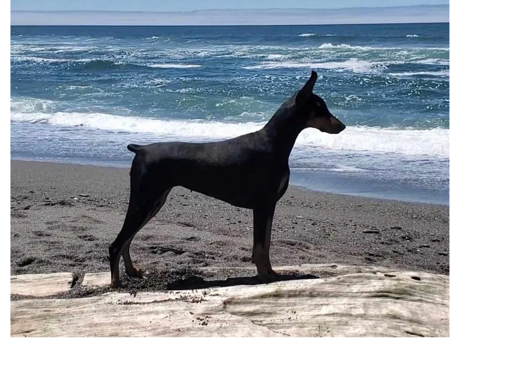 Mai Tai having a fun day at the beach