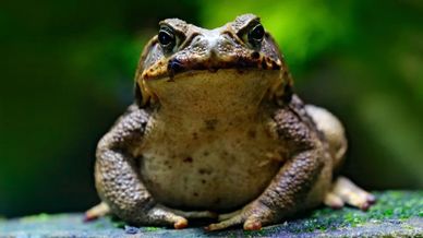 Bufo Alvarius toad