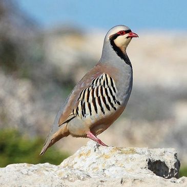 Chukar