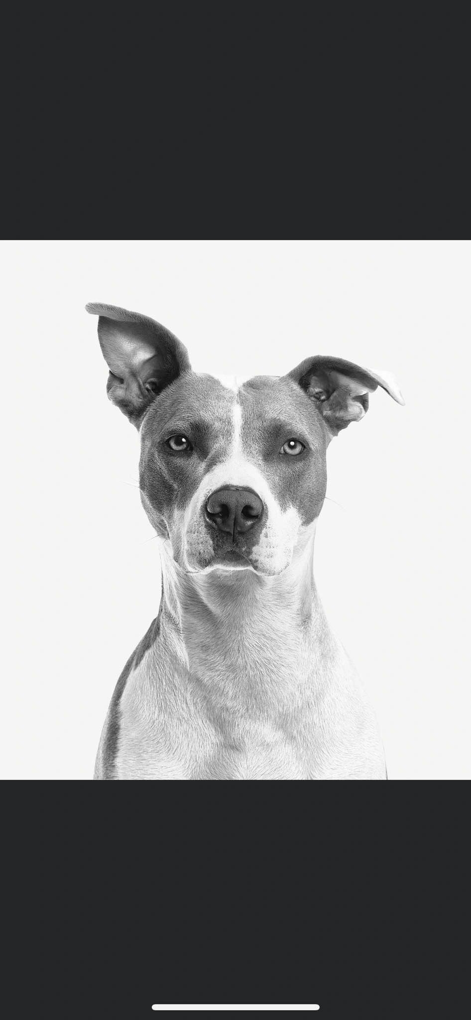 Posh Pets Doggy Daycare logo