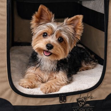 Adorable Yorkshire Terrier puppy resting inside a cozy pet carrier.