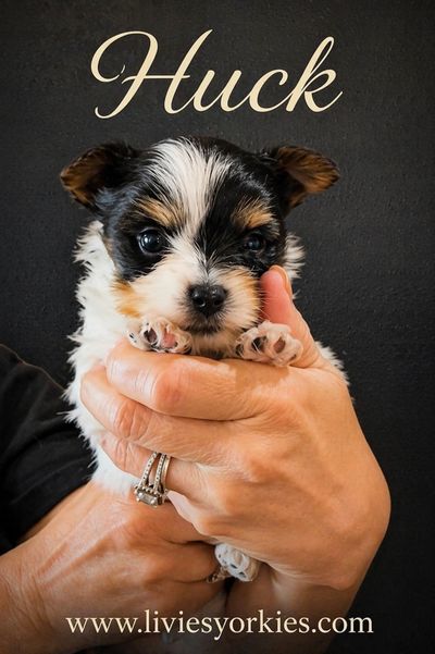 Tiny Yorkie puppy named Huck held gently in hands.