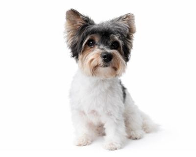 Small fluffy dog with black, white, and brown fur sitting on white background.