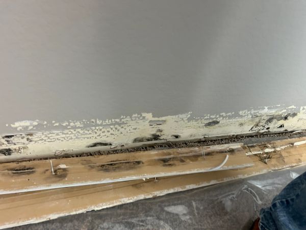 Mold found on drywall and behind baseboard.