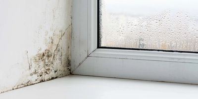 Indoor mold on drywall.