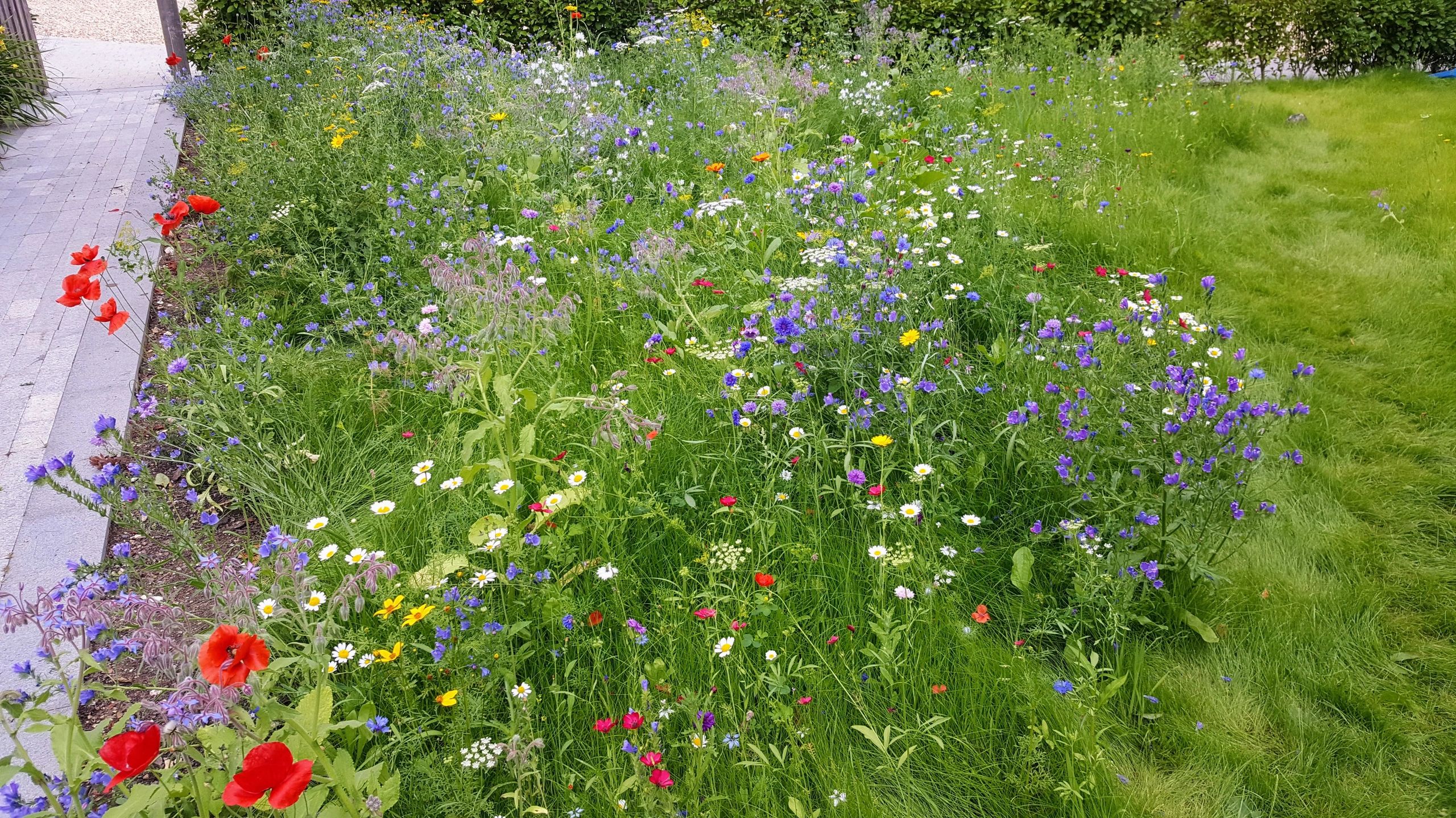 Hampshire & New Forest Planting Specialist Ground Pepper Garden Services