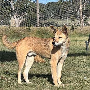 Found orphaned and alone in central Australia as a tiny pup, Dave was discovered by MOP clinging to 
